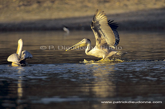 Pinkbacked Pelican (Pelecanus rufescens), Botswana - Pelican gris (SAF-BIR-0117)