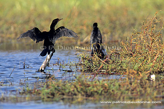 Reed cormorant (Phalacrocorax africanus) - Cormoran africain, Botswana (SAF-BIR-0123)