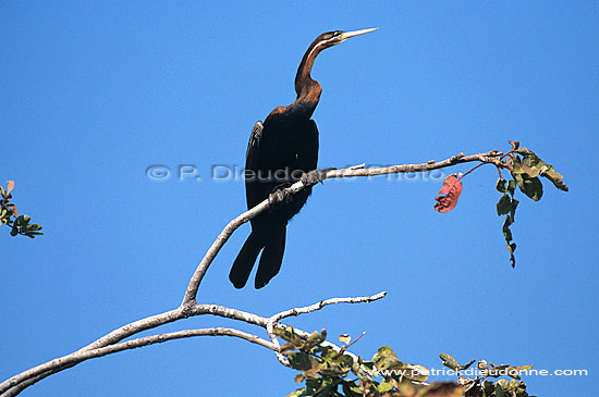 Darter (Anhinga melanogaster) - Anhinga roux, Okavango, Botswana (saf-bir-0391)