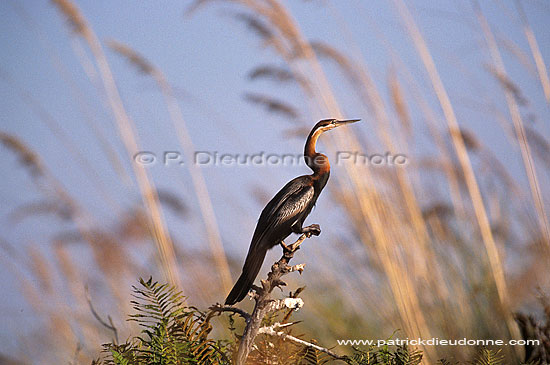 Darter (Anhinga melanogaster) - Anhinga roux, Okavango, Botswana (saf-bir-0393)