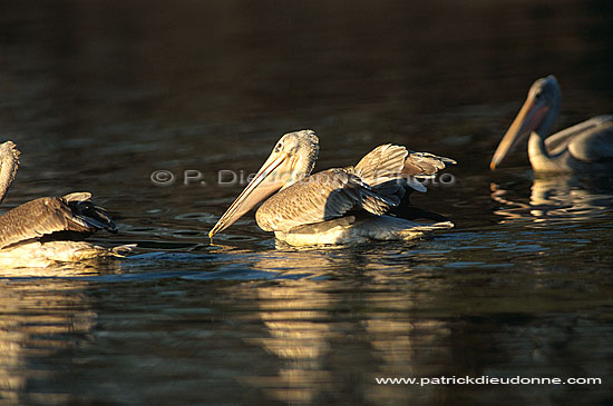 Pinkbacked Pelican (Pelecanus rufescens), Botswana - Pelican gris (saf-bir-0395)