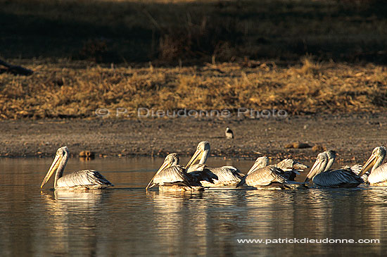 Pinkbacked Pelican (Pelecanus rufescens), Botswana - Pelican gris (saf-bir-0396)
