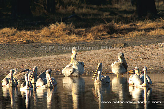 Pinkbacked Pelican (Pelecanus rufescens), Botswana - Pelican gris (saf-bir-0397)