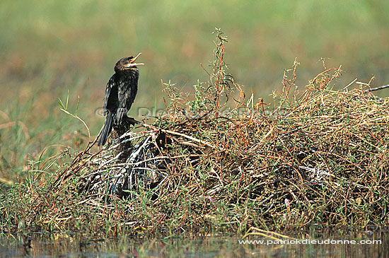 Reed cormorant (Phalacrocorax africanus) - Cormoran africain, Botswana (saf-bir-0398)
