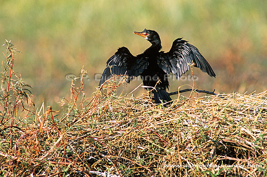 Reed cormorant (Phalacrocorax africanus) - Cormoran africain, Botswana (saf-bir-0402)