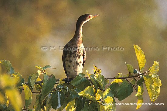 Reed cormorant (Phalacrocorax africanus) - Cormoran africain, Botswana (saf-bir-0403)