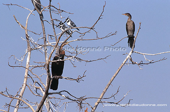 Darter (Anhinga melanogaster) - Anhinga roux, Okavango, Botswana (saf-bir-0409)