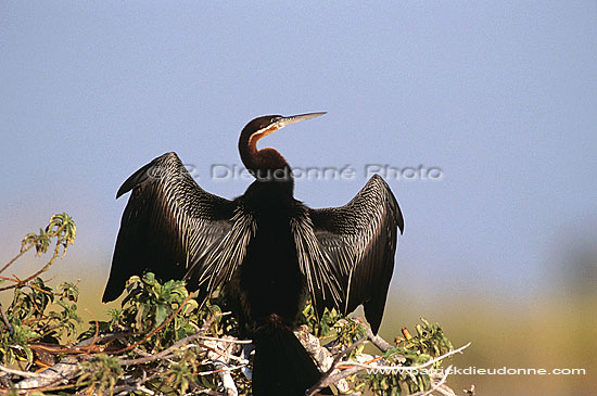 Darter (Anhinga melanogaster) - Anhinga roux, Okavango, Botswana (saf-bir-0410)