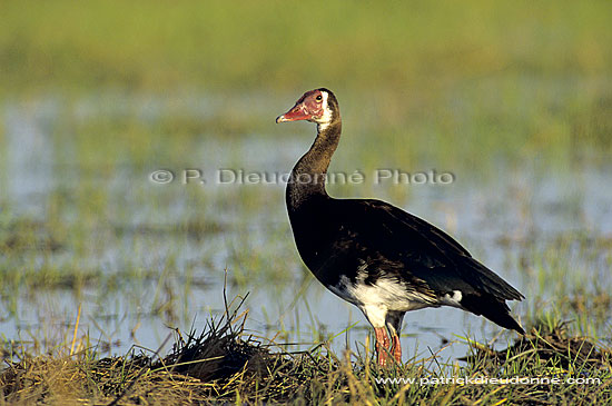 Spurwinged goose (Plectropterus gambensis) - Oie armée de Gambie, Botswana (SAF-BIR-0032)