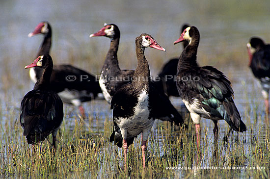 Spurwinged geese (Plectropterus gambensis) - Oies armées de Gambie, Botswana (SAF-BIR-0033)