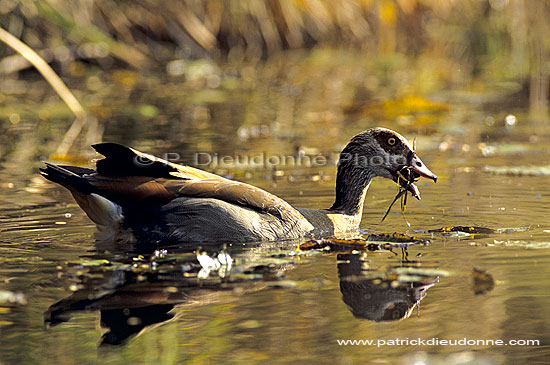 Egyptian Goose (Alopochen aegyptiacus) - Ouette d'Egypte, Afrique du sud (SAF-BIR-0052)