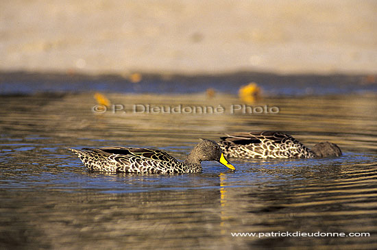 Yellowbilled Duck (Anas undulata) - Canard à bec jaune, Botswana (SAF-BIR-0054)