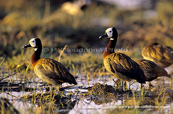 Whitefaced Duck (Dendrocygna viduata) - Dendrocygne veuf, Botswana (SAF-BIR-0055)