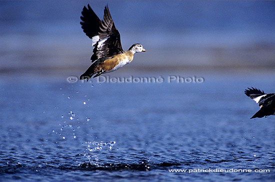 Pygmy Goose (Nettapus auritus) - Anserelle naine, Botswana (SAF-BIR-0056)