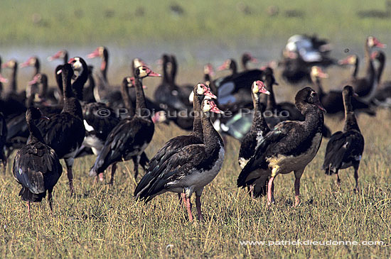 Spurwinged geese (Plectropterus gambensis) - Oies armées de Gambie, Botswana (SAF-BIR-0091)