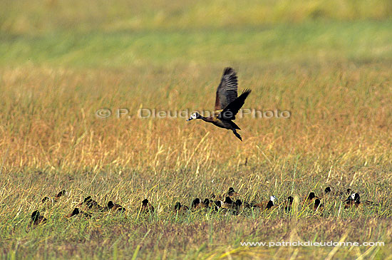 Whitefaced Ducks (Dendrocygna viduata) - Dendrocygnes veufs, Botswana (SAF-BIR-0114)