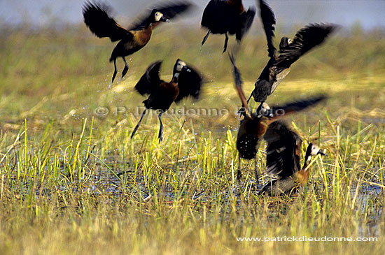 Whitefaced Duck (Dendrocygna viduata) - Dendrocygnes veufs, Botswana (SAF-BIR-0115)