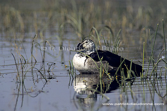 Knobbilled Duck (Sarkidiornis melanotos) - Canard à bosse, Botswana (SAF-BIR-0118)