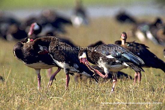 Spurwinged geese (Plectropterus gambensis) - Oies armées de Gambie, Botswana (SAF-BIR-0120)