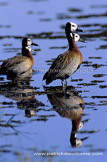 Whitefaced Duck (Dendrocygna viduata) - Dendrocygne veuf, Botswana (SAF-BIR-0175)