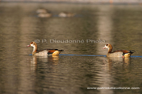 Egyptian Goose (Alopochen aegyptiacus) - Ouette d'Egypte, Botswana (SAF-BIR-0188)