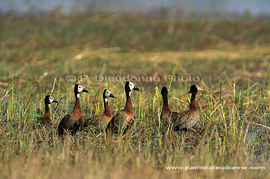 Whitefaced Ducks (Dendrocygna viduata) - Dendrocygnes veufs, Botswana (saf-bir-0189)