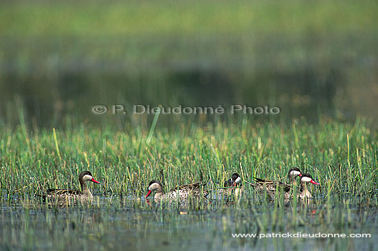 Redbilled Teal (Anas erythrorhyncha) - Canard à bec rouge, Botswana (saf-bir-0190)