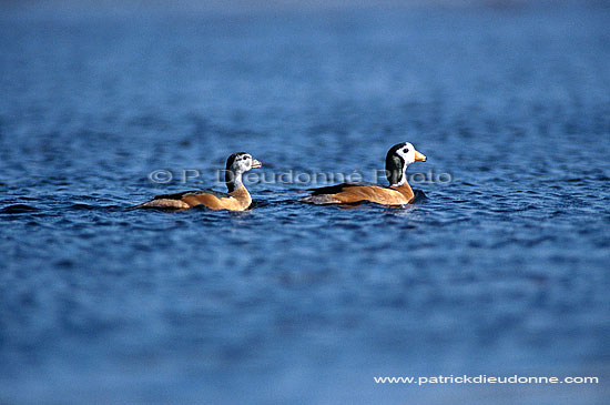 Pygmy Goose (Nettapus auritus) (pair) - Anserelle naine, couple, Botswana (saf-bir-0191)