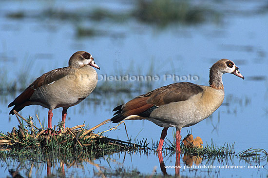 Egyptian Goose (Alopochen aegyptiacus) - Ouette d'Egypte, Botswana (saf-bir-0200)