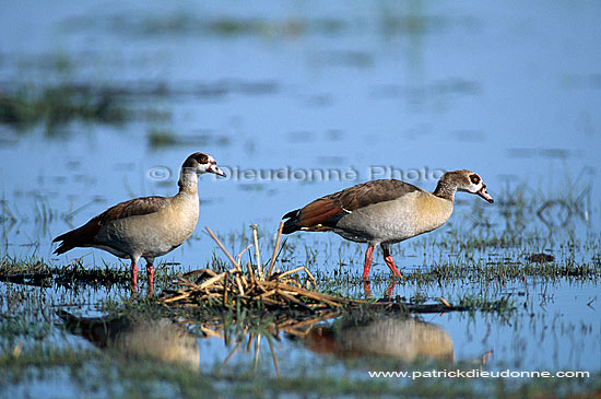 Egyptian Goose (Alopochen aegyptiacus) - Ouette d'Egypte, Botswana (saf-bir-0201)