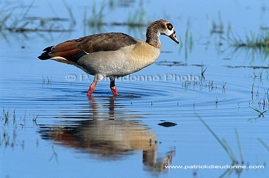 Egyptian Goose (Alopochen aegyptiacus) - Ouette d'Egypte, Botswana (saf-bir-0203)