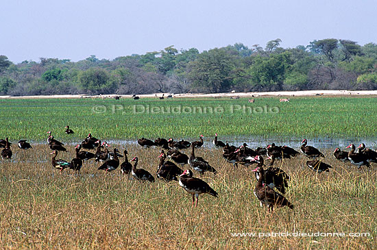 Spurwinged geese (Plectropterus gambensis) - Oies armées de Gambie, Botswana  (saf-bir-0204)