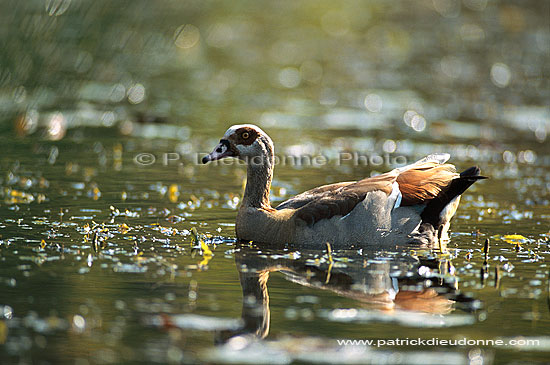 Egyptian Goose (Alopochen aegyptiacus) - Ouette d'Egypte, Afrique du Sud (saf-bir-0205)