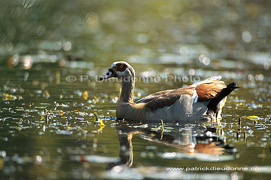 Egyptian Goose (Alopochen aegyptiacus) - Ouette d'Egypte, Afrique du Sud (saf-bir-0205)