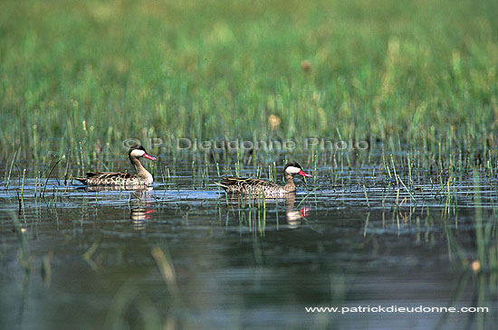 Redbilled Teal (Anas erythrorhyncha) - Canard à bec rouge, Botswana (saf-bir-0208)