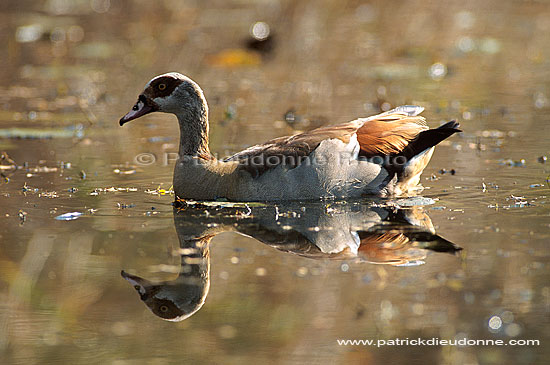 Egyptian Goose (Alopochen aegyptiacus) - Ouette d'Egypte, Afrique du sud (saf-bir-0209)