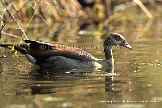 Egyptian Goose (Alopochen aegyptiacus) - Ouette d'Egypte, Afrique du Sud (saf-bir-0213)