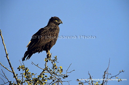 Brown Snake Eagle (Circaetus cinereus) - Circaète brun, Afrique du sud (SAF-BIR-0026)