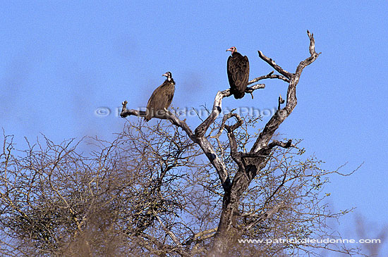 Hooded Vulture (Necrosyrtes monachus) - Vautour charognard, Af. du sud (SAF-BIR-0027)