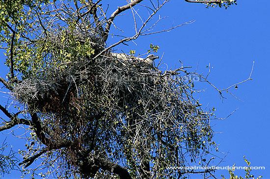 Whitebacked Vulture (Gyps africanus) - Vautour africain, Afrique du sud (SAF-BIR-0077)