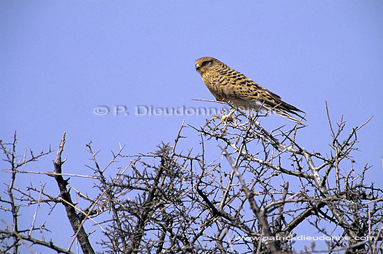 Greater Kestrel (Falco rupicoloides) - Crécerelle aux yeux blancs, Namibie (SAF-BIR-0078)