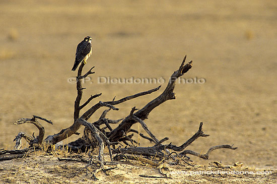 Lanner Falcon (Falco biarmicus), South Africa - Faucon lanier (SAF-BIR-0079)