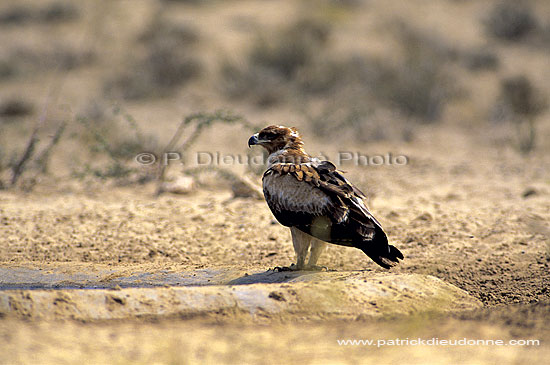 Booted Eagle (immature)(Hieraaetus pennatus) - Aigle botté, Af. du Sud (SAF-BIR-0080)