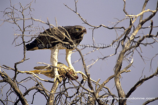 Martial Eagle (Polemaetus bellicosus) with prey - Aigle martial avec proie, S. Afrique (SAF-BIR-0081)