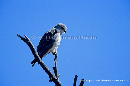 Black Shouldered Kite (Elanus caeruleus) - Elanion blanc, Afrique du sud (SAF-BIR-0089)