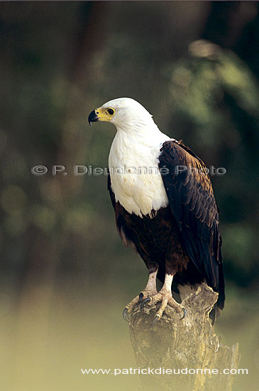 African Fish eagle (Haliaeetus vocifer) - Pygargue vocifère, Botswana (SAF-BIR-0127)