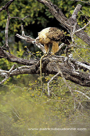 Tawny Eagle (Aquila rapax) with prey - Aigle ravisseur, proie, Afrique du Sud (SAF-BIR-0140)