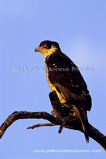 African Hawk Eagle (Hieraaetus spilogaster), South Africa - Aigle fascié (SAF-BIR-0142)