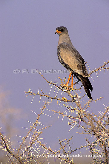 Pale chanting Goshawk (Melierax canorus) - Autour chanteur, Namibie (SAF-BIR-0145)