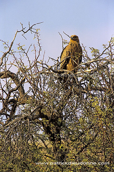 Tawny Eagle (Aquila rapax) - Aigle ravisseur, Afrique du Sud (SAF-BIR-0164)